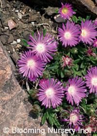 Delosperma aberdeenense